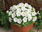 Petunia Picobella White