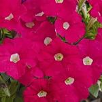 Petunia Picobella Rose