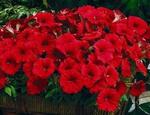 Petunia Picobella Red