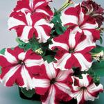 Petunia Tritunia Crimson Star