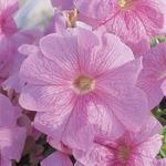 Petunia Tritunia Pink Vein