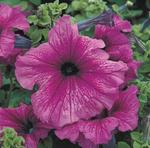 Petunia Tritunia Plum