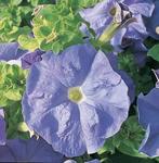 Petunia Tritunia Sky Blue