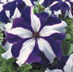 Petunia Tritunia Blue Star