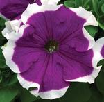 Petunia Frost Blue