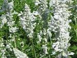 Salvia Victoria White