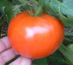 Tomato Better Boy