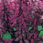 Salvia Vista Purple
