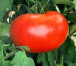 Tomato Big Boy