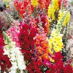 Snapdragon Rocket Mix