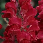 Snapdragon Rocket Red 