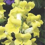 Snapdragon Rocket Lemon