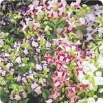 Torenia Kauai Mix 