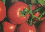 Tomato Celebrity