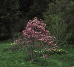 Magnolia Ann- pink
