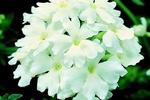 Verbena Obsession White