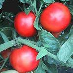 Tomato Early Girl