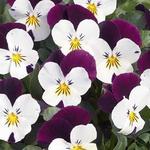 Viola White Jump Up