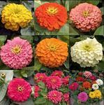 Zinnia Magellan Mix