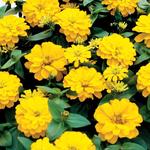 Zinnia Magellan Yellow