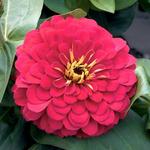 Zinnia Magellan Cherry