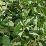 Vinca Vine Green & Yellow