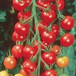 Tomato Sweet 100 Cherry