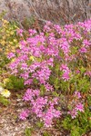 Azalea hybrids Lilac Lights™