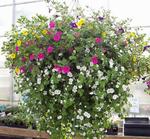 Mixed Basket