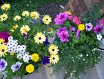 Mixed Planter