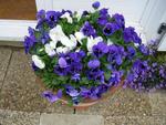 Pansy