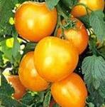 Tomato Golden Jubilee