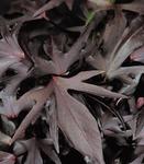 Ipomea Sweet Potato Vine Purple