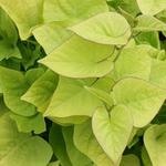 Ipomea Sweet Potato Vine Light Green