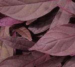 Ipomea Sweet Potato Vine Red