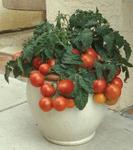 Tomato Patio