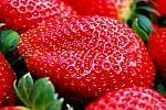 Strawberry Spotlight