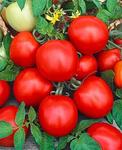 Tomato Rutgers