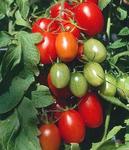 Tomato Juliet Grape