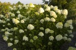 Hydrangea Limelight