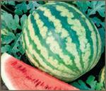 Watermelon Crimson Super Sweet