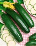 Zucchini Aristocrat