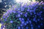 Morning Glory Heavenly Blue