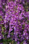 Angelonia Serena Purple