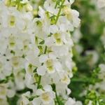 Angelonia Serena White