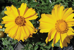 Coreopsis Golden Globe