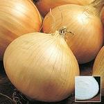 Onion Walla Walla Onion Plant