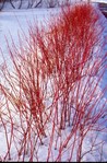 Dogwood Proven Winners® Color Choice® Arctic Fire® Red Twig