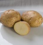 Potato Kennebec 