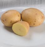 Potato Yukon Gold 